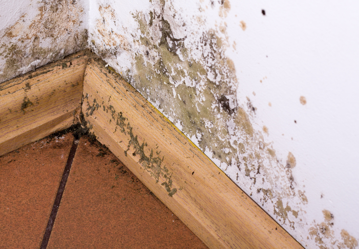 mold inspections, winston salem
